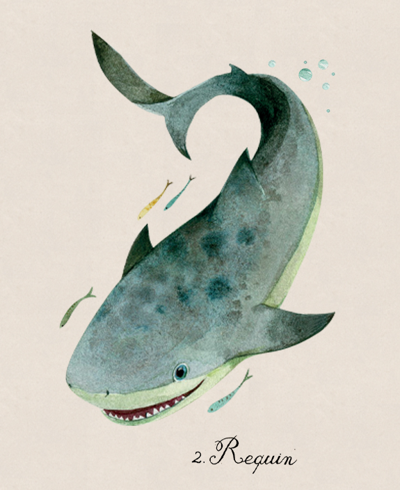 requin-dessin