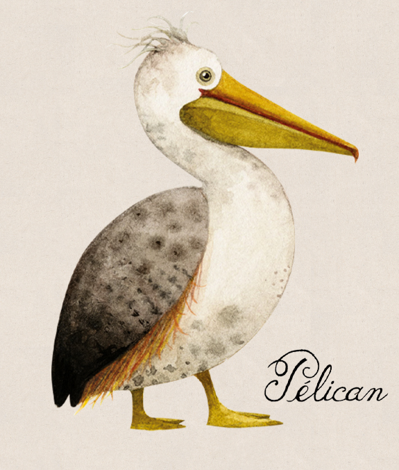 tadm-pelican2