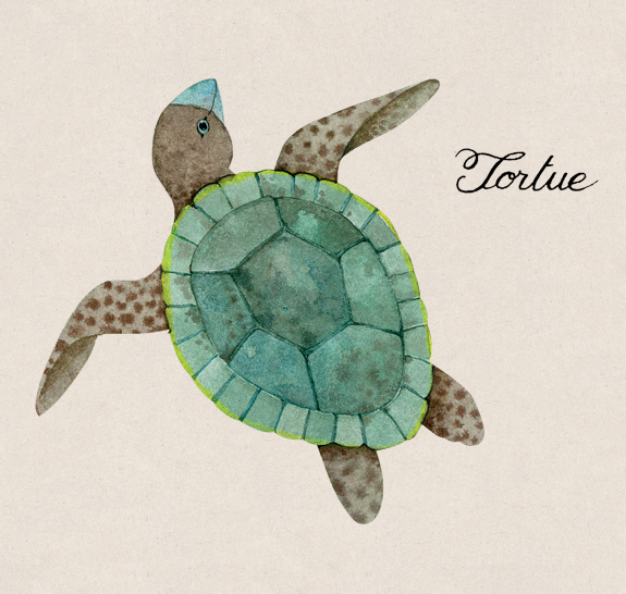 tortue-dessin-575x546