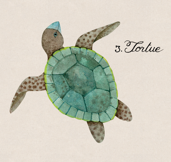 tortue-dessin